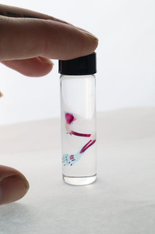 Diaphonized Fetal Bobcat Arm