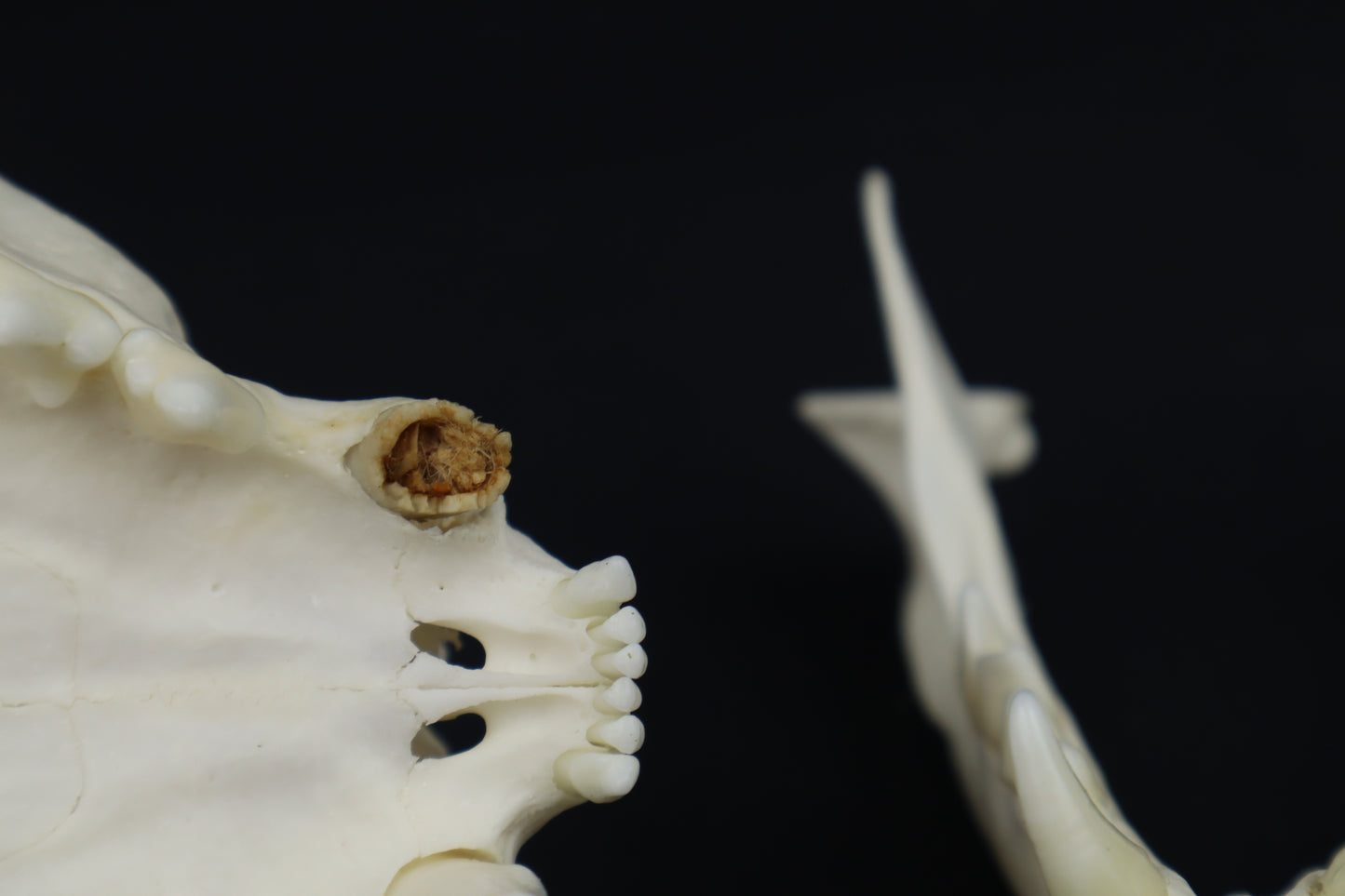 Pathological Bobcat Skull