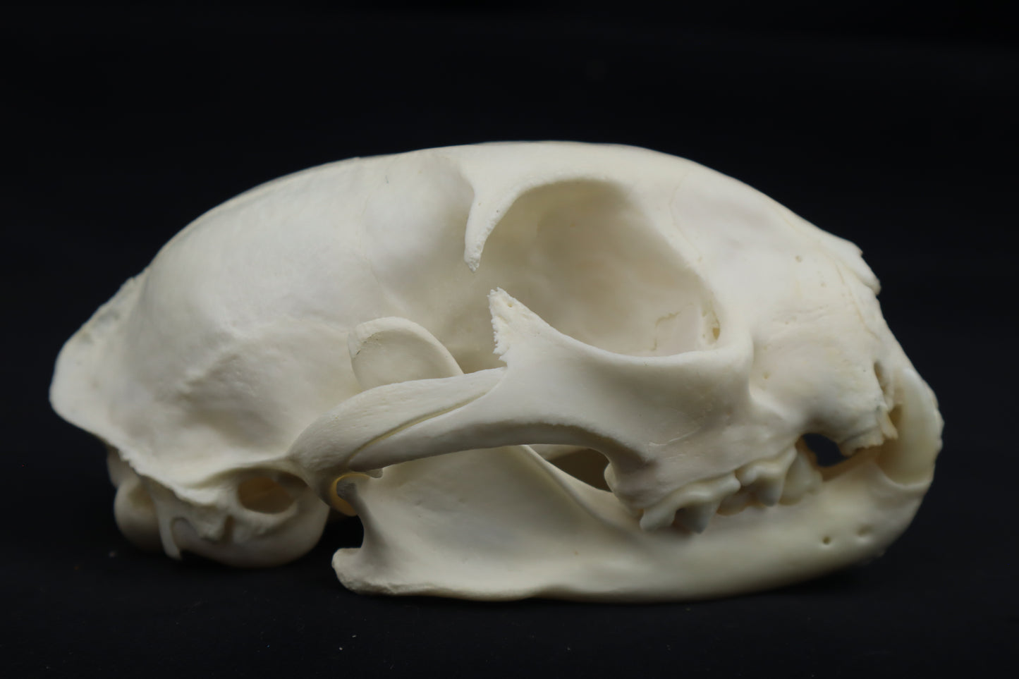 Pathological Bobcat Skull