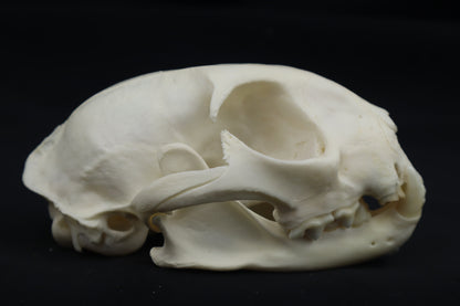 Pathological Bobcat Skull