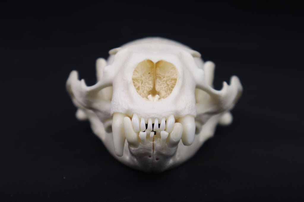 River Otter Skull