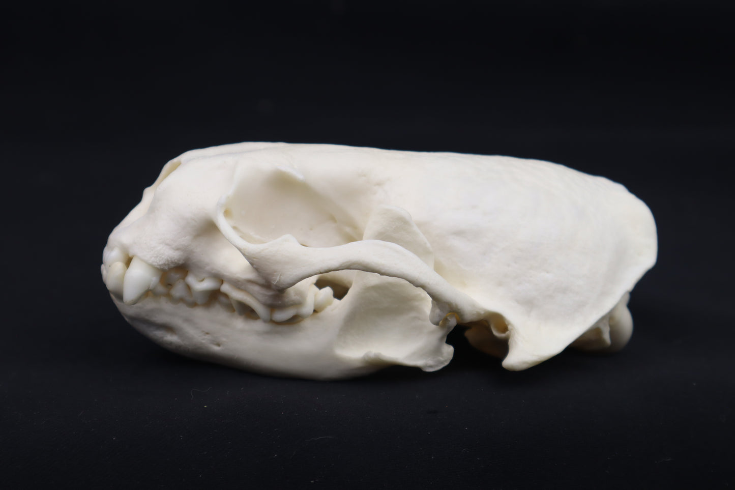 River Otter Skull
