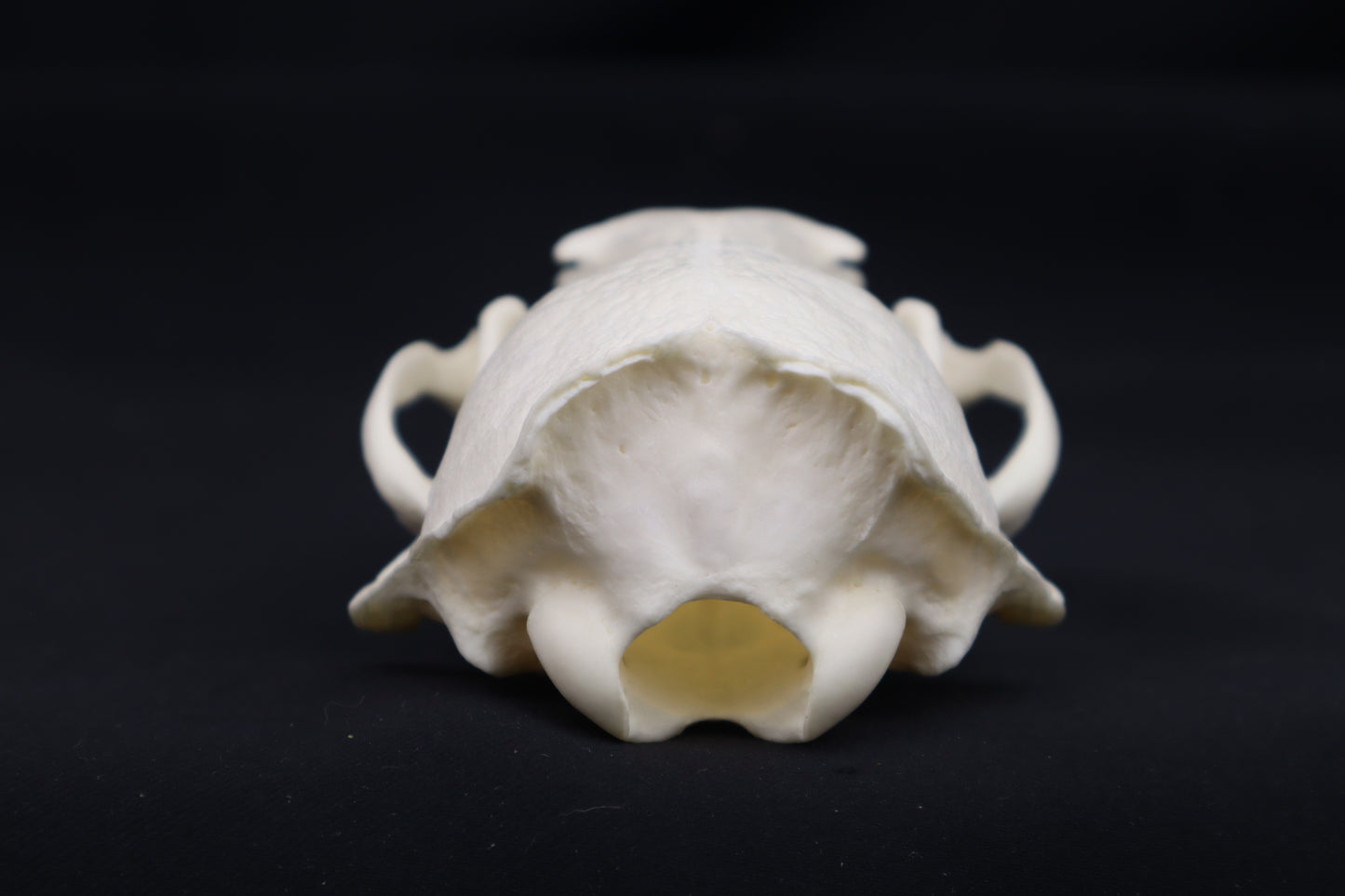 River Otter Skull
