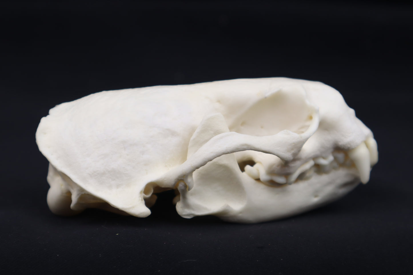 River Otter Skull
