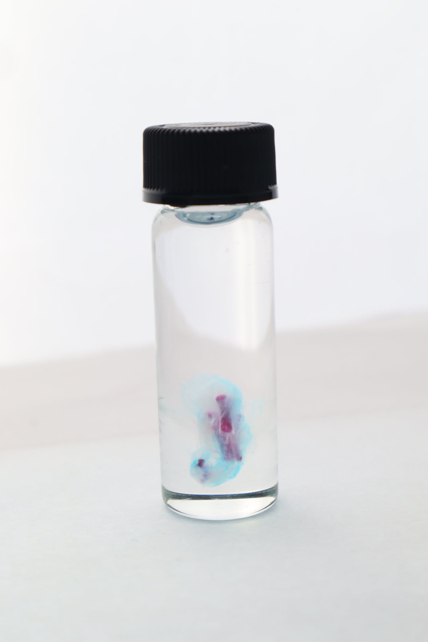 Diaphonized Fetal Bobcat Leg