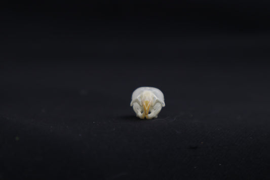 Juvenile Mouse Skull