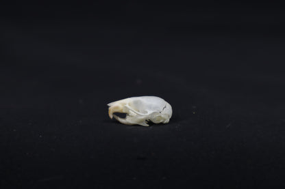 Juvenile Mouse Skull