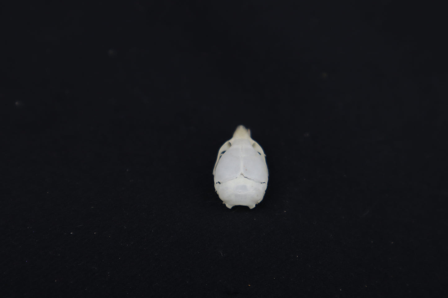 Juvenile Mouse Skull