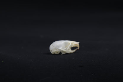 Juvenile Mouse Skull