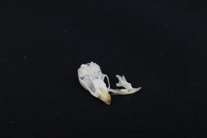 Juvenile Mouse Skull