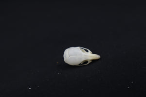 Juvenile Mouse Skull