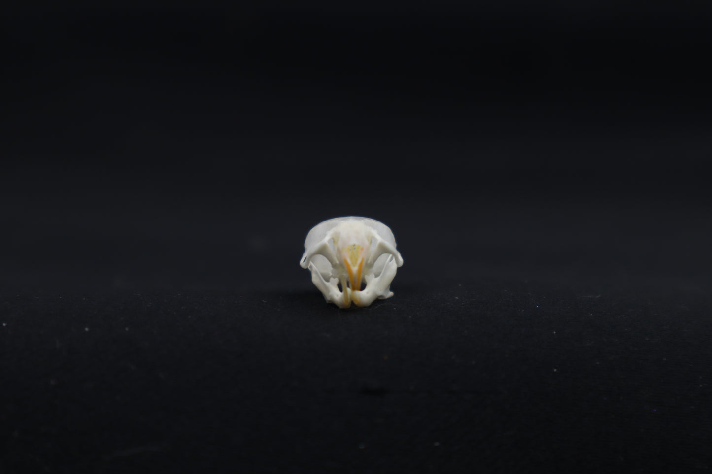 Mouse Skull