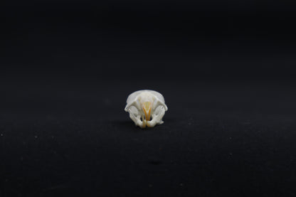 Mouse Skull