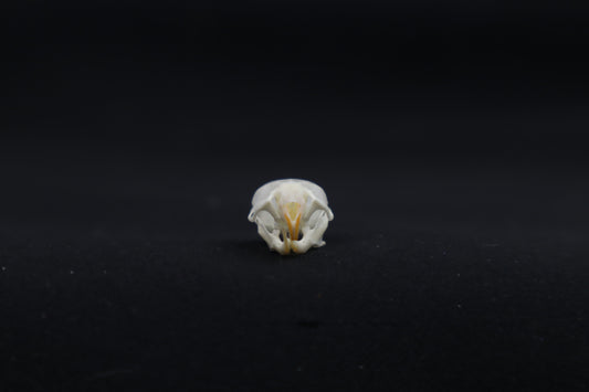 Mouse Skull