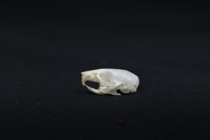 Mouse Skull