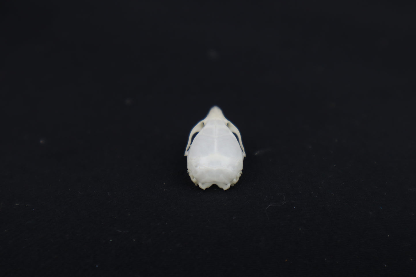 Mouse Skull