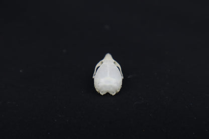 Mouse Skull