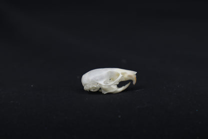 Mouse Skull
