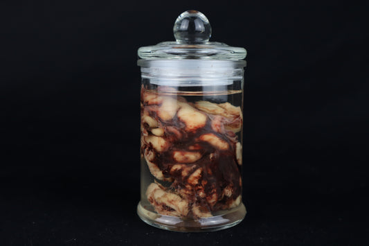 Wet Specimen Bison Brains