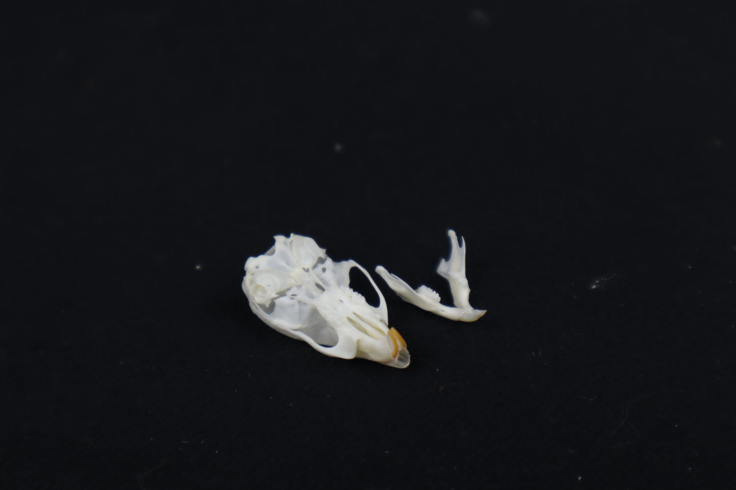 Mouse Skull