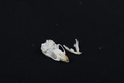 Mouse Skull