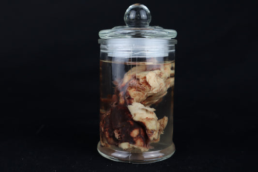 Wet Specimen Bison Brains