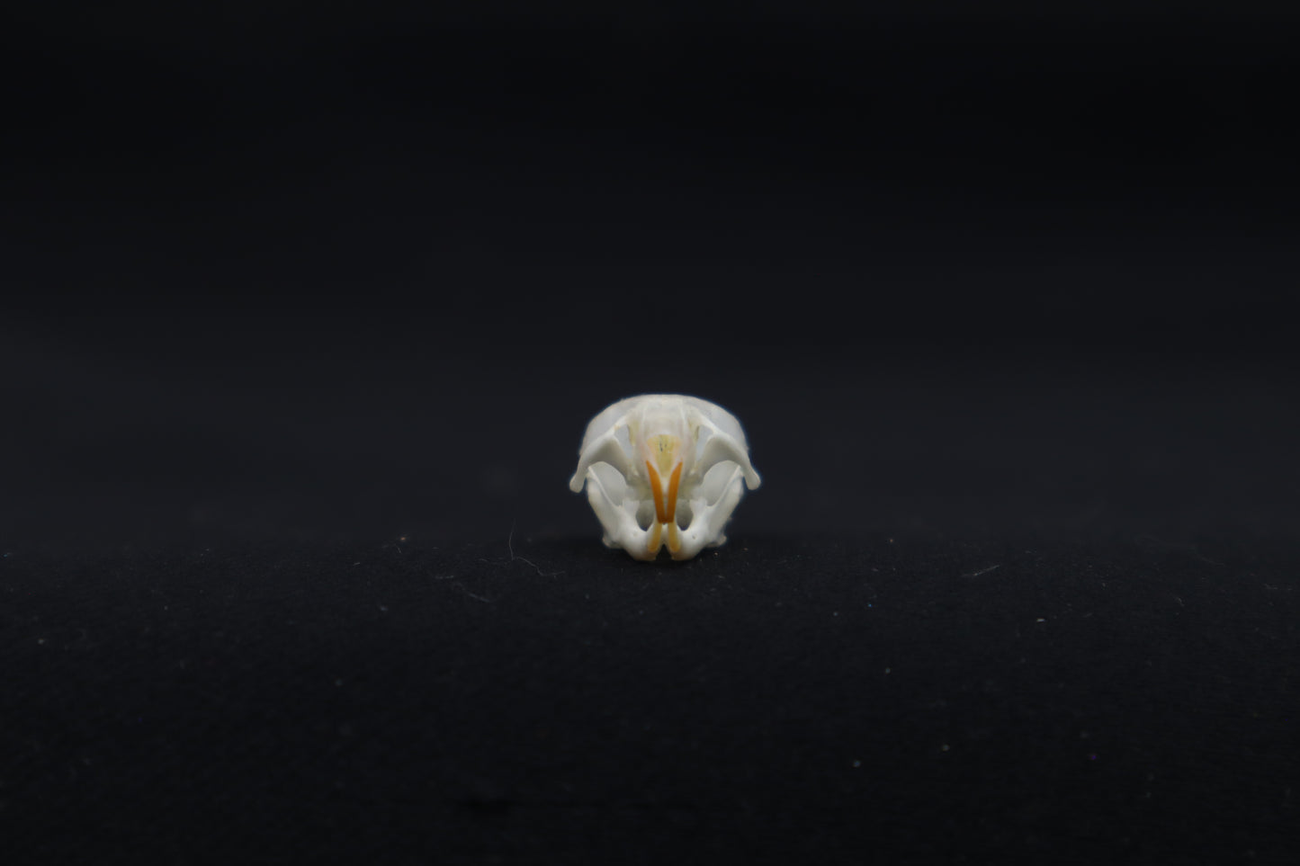 Mouse Skull