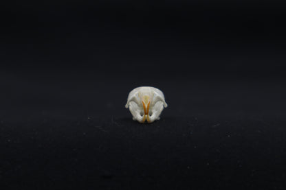 Mouse Skull