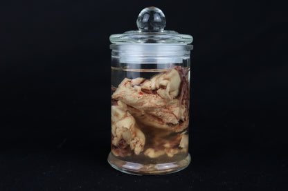 Wet Specimen Bison Brains