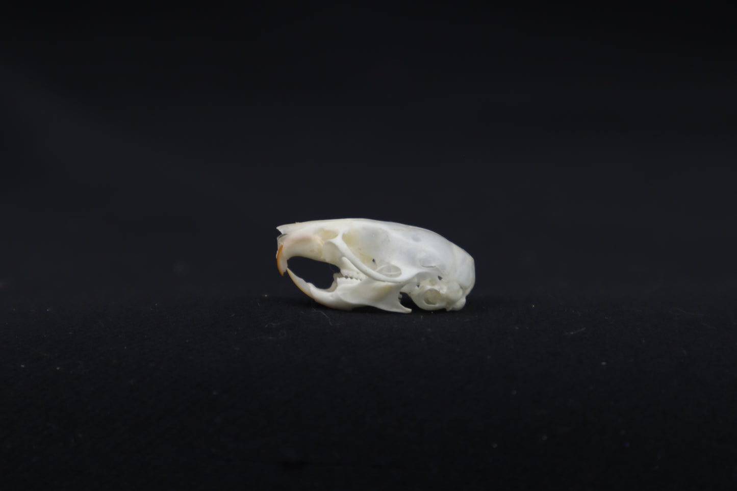 Mouse Skull