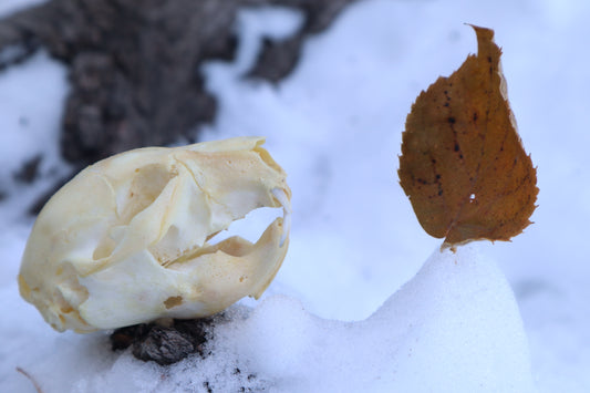 Fetal Beaver Skull
