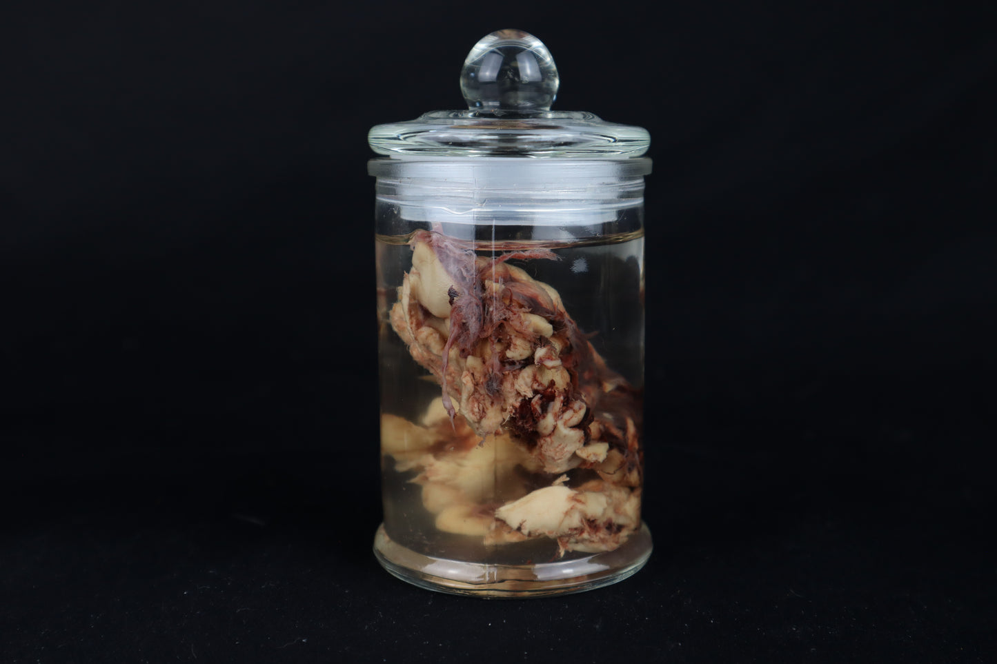 Wet Specimen Bison Brains