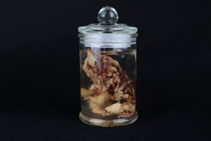 Wet Specimen Bison Brains
