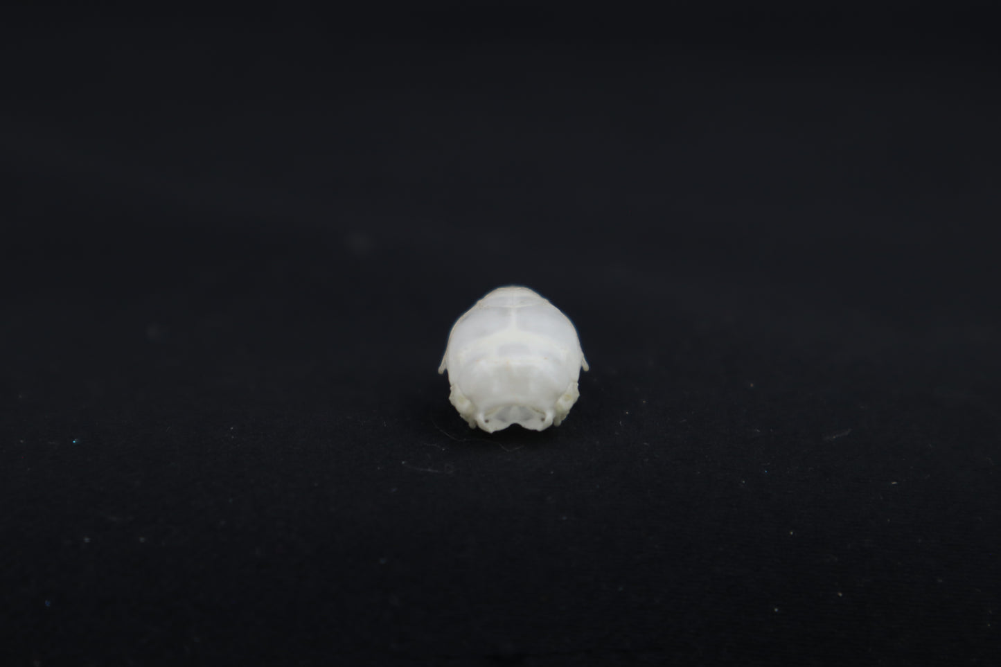 Mouse Skull