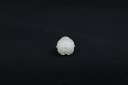 Mouse Skull