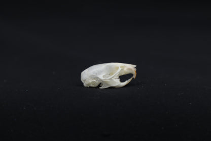 Mouse Skull