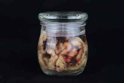 Wet Specimen Bison Brains