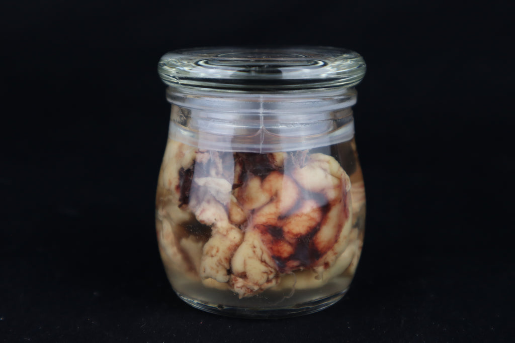 Wet Specimen Bison Brains
