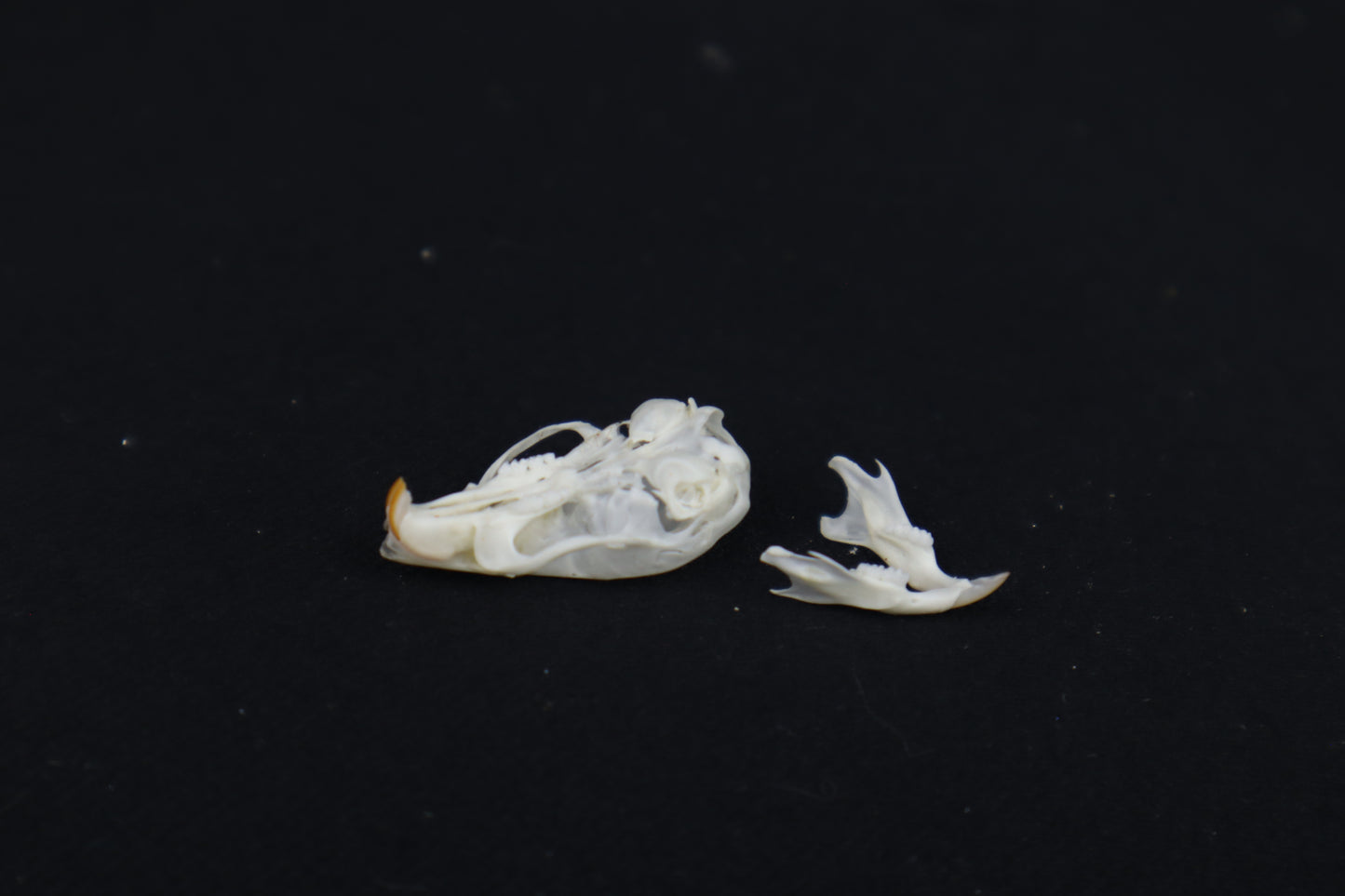 Mouse Skull