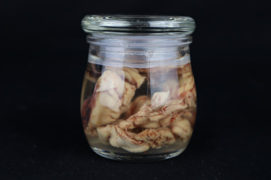 Wet Specimen Bison Brains