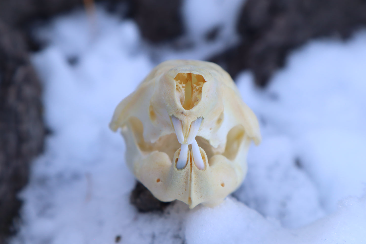 Fetal Beaver Skull