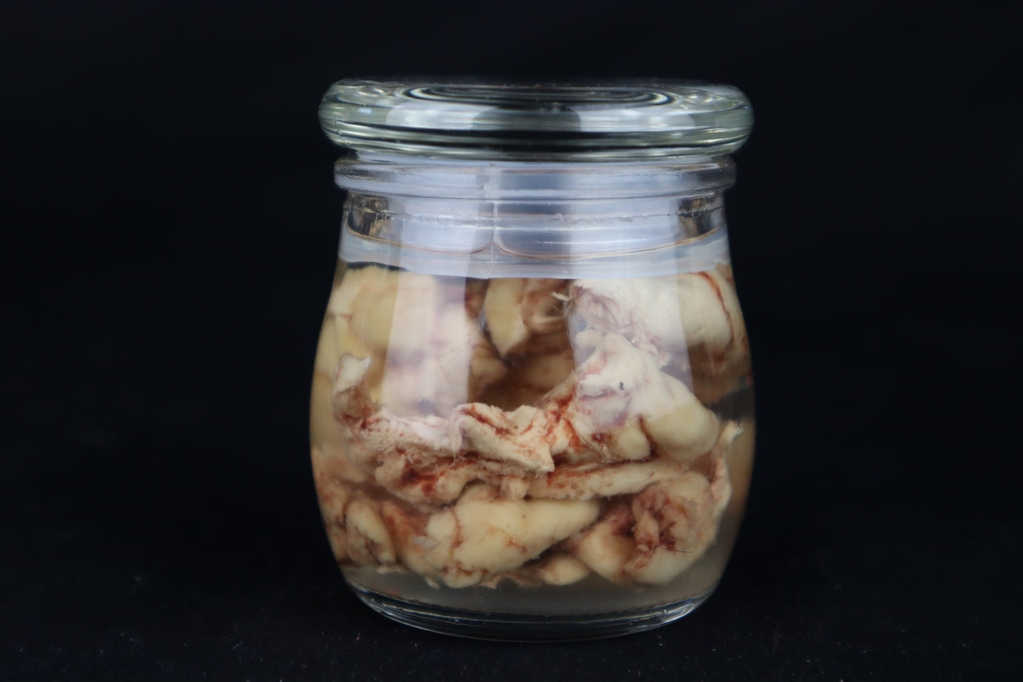 Wet Specimen Bison Brains