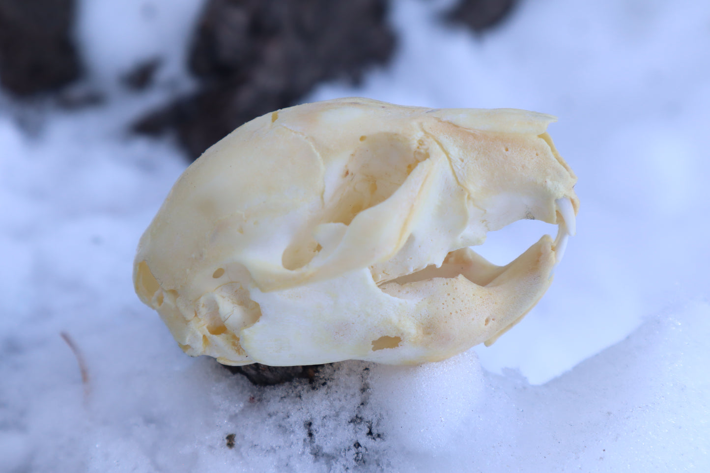 Fetal Beaver Skull