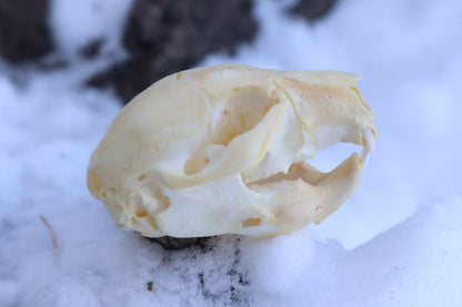 Fetal Beaver Skull