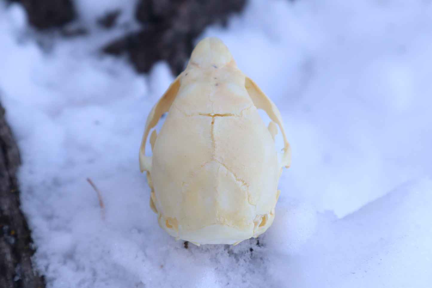 Fetal Beaver Skull