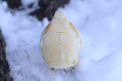 Fetal Beaver Skull