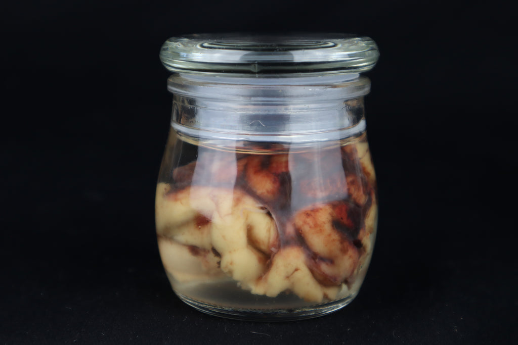 Wet Specimen Bison Brains