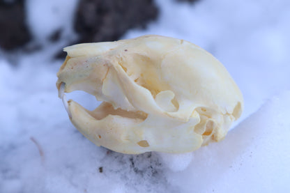 Fetal Beaver Skull