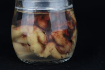 Wet Specimen Bison Brains