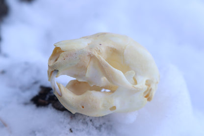Fetal Beaver Skull